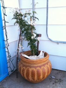 Jasmine and jawbone