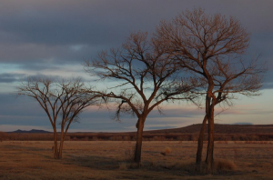 Bosque del Apache National Wildlife Refuge is an oasis in the arid surroundings of the southwest, located about an hour to the north.