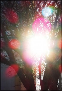 lens flare thru trees MGD©